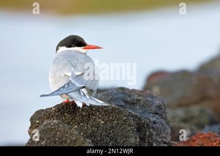 Auf Lavafelsen stehende arktische Seezunge (Sterna paradisaea), Island, Europa Stockfoto