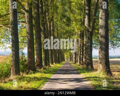 Schmale Landstraße durch die Pappelstraße, in der Nähe von Bad Langensalza, Thüringen, Deutschland, Europa Stockfoto