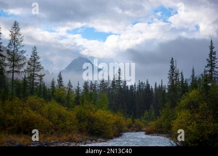 Morgennebel über den Fichtenwäldern in den Bergen und der Fluss umhüllt die Felsenspitze in den Wolken des Altai. Stockfoto