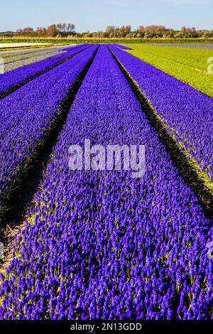 Blühende Traubenhyazinthen, Niederlande, Egmond, Niederlande Stockfoto