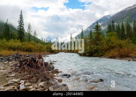 Ein trockener Baum mit Wurzeln im klaren Wasser eines alpinen Flusses im Altai-Gebirge unter einem wolkigen Himmel nach Regen und Nebel. Stockfoto