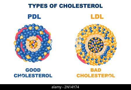 Cholesterintypen realistisch mit guten und schlechten Symbolen isolierte Vektordarstellung Stock Vektor