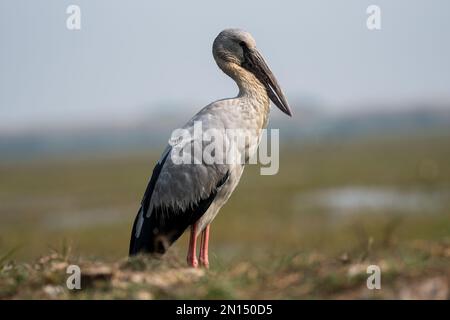 Nahaufnahme des asiatischen Storchvogel mit offenem Schirm Stockfoto