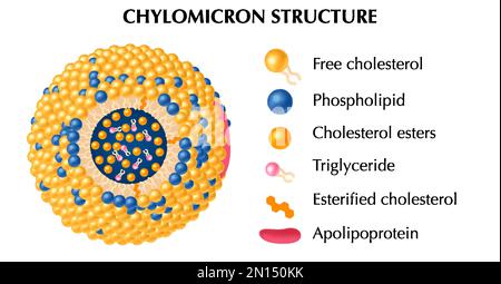 Chylomikronstruktur realistisches Konzept mit Triglycerid- und Cholesterinester-Symbolen isolierter Vektordarstellung Stock Vektor