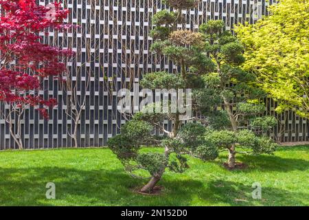 Verschiedene Bäume im Stadtpark von Krasnodar. Reihen von Bäumen in den Gassen der öffentlichen Landschaft des Galicischen Parks im sonnigen Frühling Stockfoto