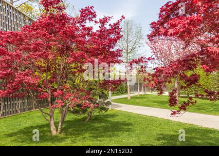 Verschiedene Bäume im Stadtpark von Krasnodar. Reihen von Bäumen in den Gassen der öffentlichen Landschaft des Galicischen Parks im sonnigen Frühling Stockfoto