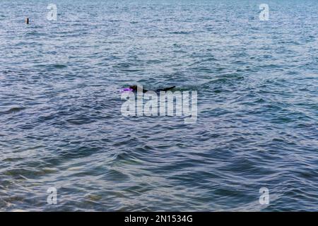 Schwarzer Hund, der im Meer schwimmt Stockfoto