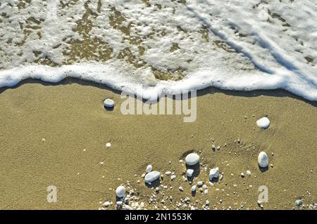 Meeresschaum und weiße Kieselsteine unterschiedlicher Größe auf dem nassen Sand am Ufer des Ligurischen Meeres bei Pisa in Italien. Selektiver Fokus Stockfoto