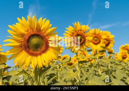 Sonnenblumenfeld am blauen Himmel Stockfoto