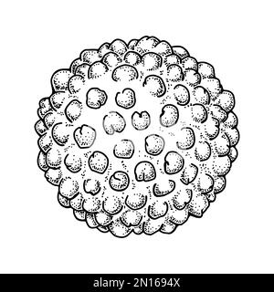 Hepatitis-Virus auf weißem Hintergrund isoliert. Handgezeichnete, realistische, wissenschaftlich fundierte Vektordarstellung im Skizzenstil Stock Vektor