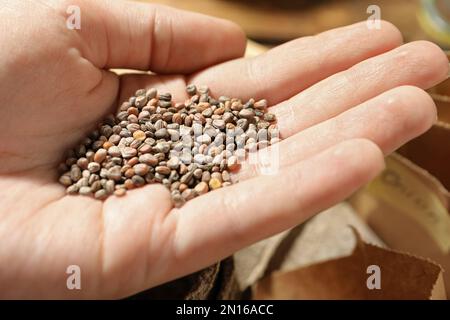 Eine Frau, die einen Haufen Rettichsamen in der Hand hält, Nahaufnahme. Gemüsepflanzen Stockfoto