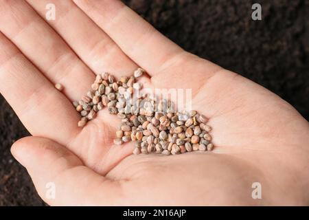 Eine Frau, die einen Haufen Rettichsamen über dem Boden hält. Gemüsepflanzen Stockfoto