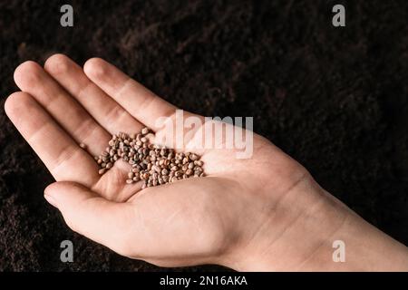 Eine Frau, die einen Haufen Rettichsamen über dem Boden hält. Gemüsepflanzen Stockfoto