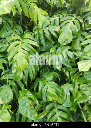Wiese voller grüner Monstera Deliciosa-Pflanze. Stockfoto