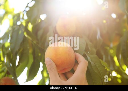 Eine Frau, die im Freien reife Pfirsiche vom Baum pflückt Stockfoto