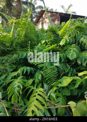 Wiese voller grüner Monstera Deliciosa-Pflanze. Stockfoto