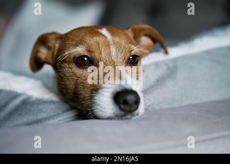 Nahaufnahme eines süßen Hundes, der auf dem Sofa liegt und auf das Fenster schaut. Langweiliges, einsames Haustier, das zu Hause schläft. Stockfoto