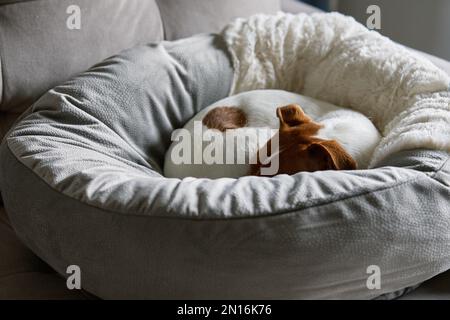 Süßer Hund, der in seinem Bett liegt. Langweiliges, einsames Haustier, das zu Hause schläft. Stockfoto