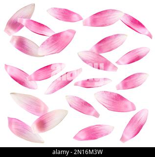 Set mit wunderschönen rosa Lotusblütenblättern auf weißem Hintergrund Stockfoto