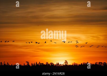 Schar fliegender Kraniche bei Sonnenuntergang Stockfoto