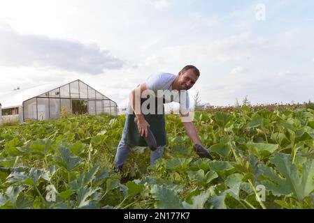 Bauern ernten Zucchini auf pflanzlicher Bereich der Farm Stockfoto