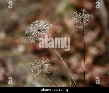 Eine Nahaufnahme der wachsenden Aethusa-Cynapium-Pflanze Stockfoto