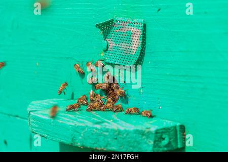 Bienenzucht und Honigproduktion im ländlichen Raum. Bienenstock. Ein Schwarm von Bienen in einem Bienenstock in einer Bienenkammer. Stockfoto