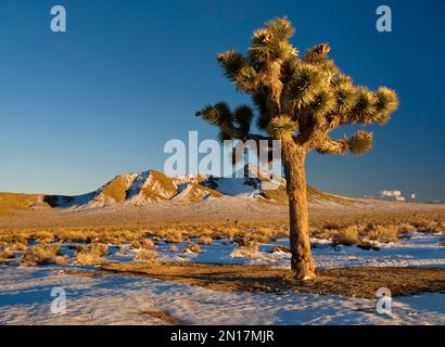 Joshua Tree auf dem Darwin Plateau bedeckt mit Schnee nach Wintersturm, Sonnenuntergang, Darwin Hills in dist, 3 Meilen westlich von Death Valley Nat. Park, Kalifornien Stockfoto