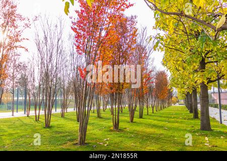 Parken Sie während der Herbstsaison Stockfoto