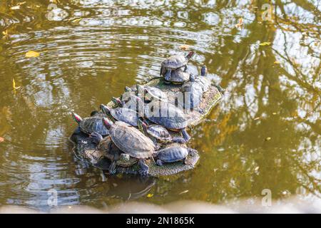 Schildkröten liegen in der Sonne, Hitze in der Nähe eines Sees an einem sonnigen Frühlingstag Stockfoto