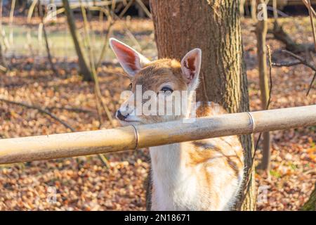 Ein junger Hirsch starrt gerade zurück auf die Kamera Stockfoto