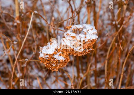 Trockene schneebedeckte braune Hortensien im Garten im Winter. Lateinische Bezeichnung Hydrangea arborescens L. Stockfoto