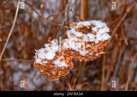 Trockene schneebedeckte braune Hortensien im Garten im Winter. Lateinische Bezeichnung Hydrangea arborescens L. Stockfoto