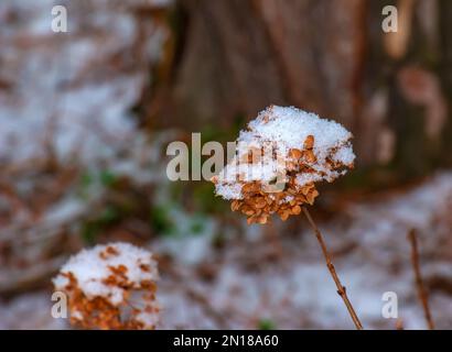 Trockene schneebedeckte braune Hortensien im Garten im Winter. Lateinische Bezeichnung Hydrangea arborescens L. Stockfoto