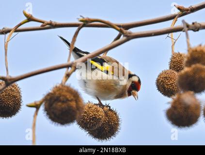 Sieversdorf, Deutschland. 05. Februar 2023. Ein Goldfink (Carduelis carduelis) nimmt Samen aus der Frucht eines Platanenbaums. Der Goldfink, auch Goldfink genannt, ist eine Vogelart der Finkenfamilie (Fringillidae). Zu Beginn der Woche erwarten in Berlin und Brandenburg niedrige Temperaturen und vereiste Bedingungen in einigen Gegenden. Wie der deutsche Wetterdienst (DWD) am Montag angekündigt hat, beginnt die Woche mit leichtem Schneefall in Teilen von Berlin und Brandenburg. D Kredit: Patrick Pleul/dpa/Alamy Live News Stockfoto