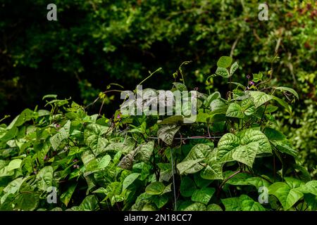 Lila King Kletterbohnen auf Spalier im Küchengarten Stockfoto