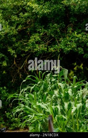 Lila King Kletterbohnen auf Spalier im Küchengarten Stockfoto