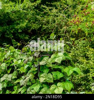 Lila King Kletterbohnen auf Spalier im Küchengarten Stockfoto