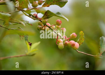 Zweig unreifer Blaubeeren am Ende der Saison. Stockfoto