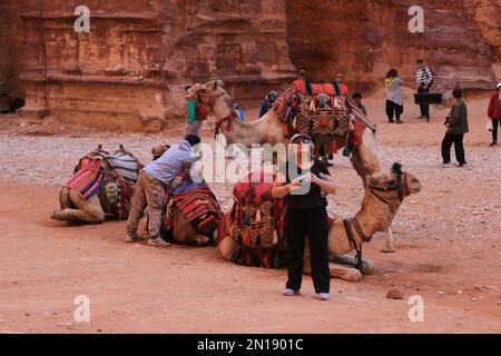 Ruhende Kamele vor dem Treasury Building, Petra, Jordanien Stockfoto