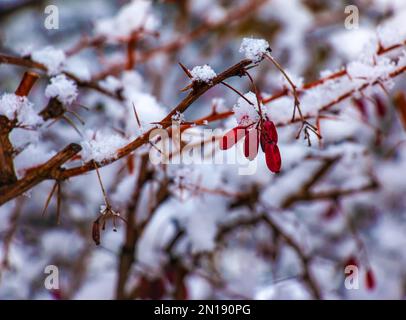 Zweige von Berberis vulgaris L. im Winter mit roten, reifen Beeren. Nach dem Auftauen verbleiben ein wenig Schnee und Tröpfchen gefrorenes Wasser auf den Beeren und B. Stockfoto