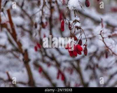 Zweige von Berberis vulgaris L. im Winter mit roten, reifen Beeren. Nach dem Auftauen verbleiben ein wenig Schnee und Tröpfchen gefrorenes Wasser auf den Beeren und B. Stockfoto