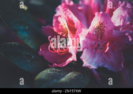 Nahaufnahme blühender tropischer Fuchsienblumen mit Antennen Konzeptfoto Stockfoto