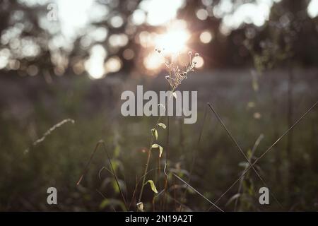 Nahaufnahme einer trockenen, dünnen wilden Pflanze, beleuchtet durch das Konzeptfoto des Sonnenuntergangs Stockfoto