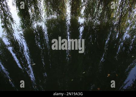 Nahaufnahme von Weidenzweigen, die auf das Wasser fallen, Konzeptfoto Stockfoto