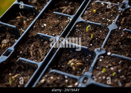 Ranunculus asiaticus oder persischer Butterblume. Keimende Ranunculus corms in einer Samenschale. Ranunculus corms, Knollen oder Zwiebeln. Ranunculus sprießt aus nächster Nähe. Stockfoto