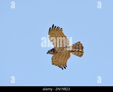 Kurzzehenadler - Circaetus gallicus fliegt Stockfoto