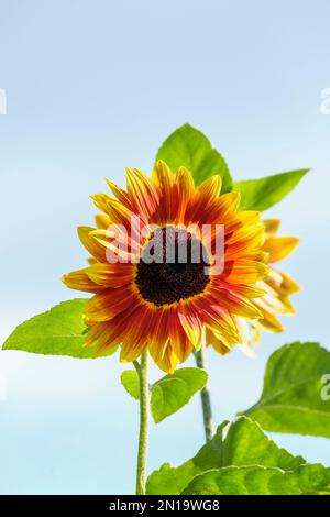 Helianthus annuus Ring of Fire, Sonnenblumenring of Fire, tiefbraunes Zentrum, umgeben von zweifarbigen Blütenblättern Stockfoto