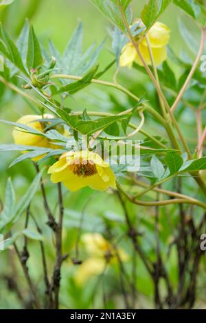 Paeonia delavayi lutea Gelbe Königin, Gelbe Baumpfingstrose, Milchstrauchblüten in Form einer Schüssel Stockfoto