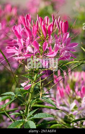 Cleome spinosa Cherry Queen, Spider Flower Cherry Queen, rosafarbene Blumen, ausgeprägte Stadien Stockfoto